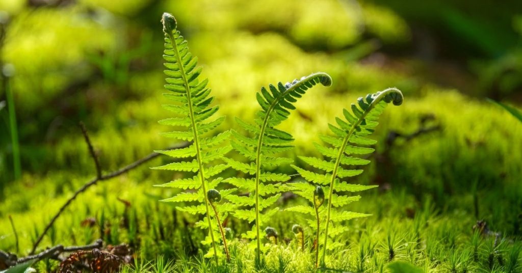 Cele mai minunate plante mici din padure