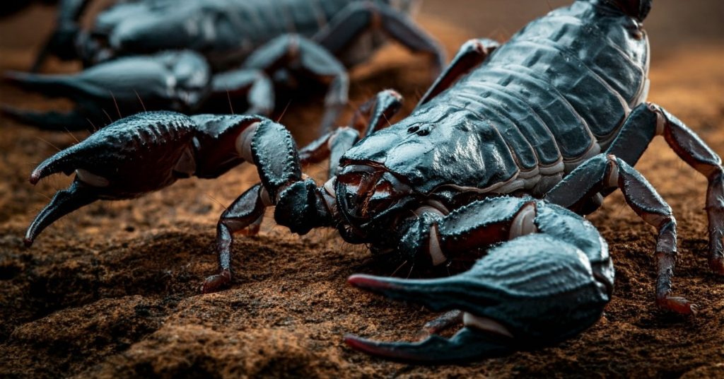 Lucruri uimitoare despre scorpioni