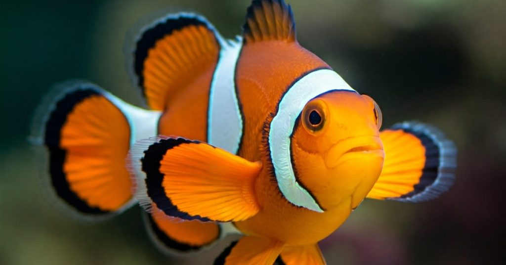 Plante si animale uimitoare
