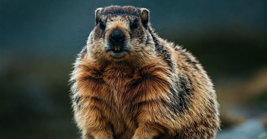 Secretele marmotelor