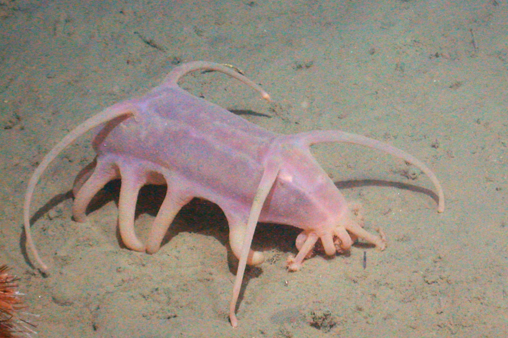Porc de mare