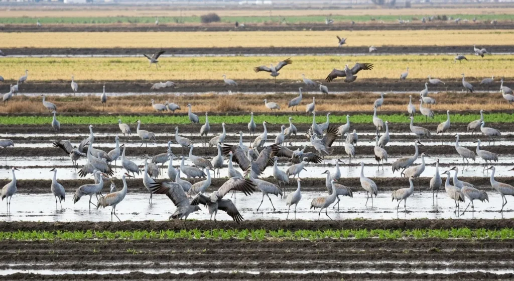 Un stol de macarale de mlaştină se hrănește într-un câmp agricol lângă o zonă umedă.