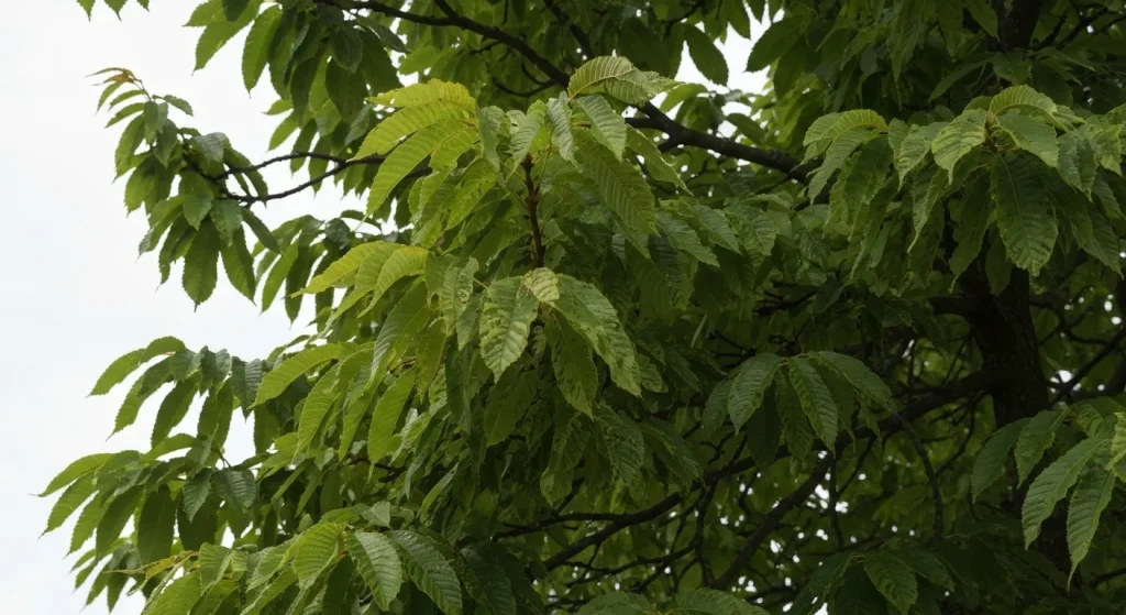 Ramuri groase ale unui nuc Juglans cinerea cu frunze penat-compuse și cicatrici foliare trilobate.