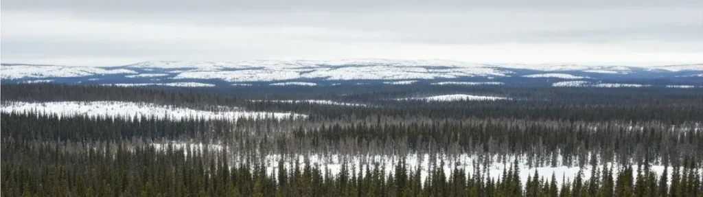 Peisaj boreal cu conifere, sol sărac și un cer senin.
