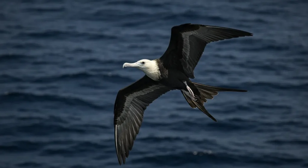 O fregată mare dormind în zbor deasupra oceanului, cu un ochi deschis.